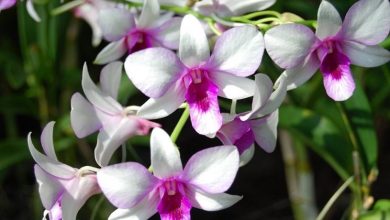 Photo of Cultivo de orquídeas