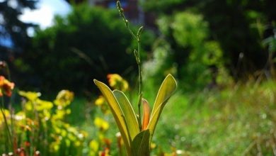 Photo of Cultivo de plantas carnívoras