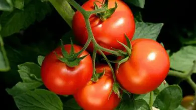 Photo of Cultivo de tomate