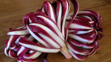 Photo of Cultivo de radicchio