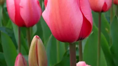 Photo of Cultivo de tulipas