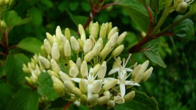 Photo of Como cultivar Cornus sanguinea