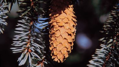 Photo of Como cultivar pinheiro prateado