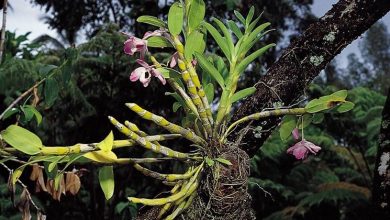 Photo of Como cultivar orquídeas