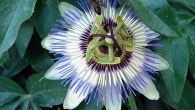 Photo of Como curar passiflora