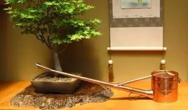 Photo of Como cuidar de um bonsai
