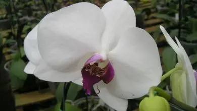 Photo of Como curar uma orquídea