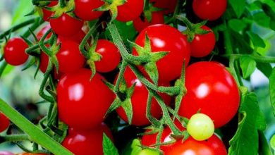 Photo of Como fazer a semeadura de tomates