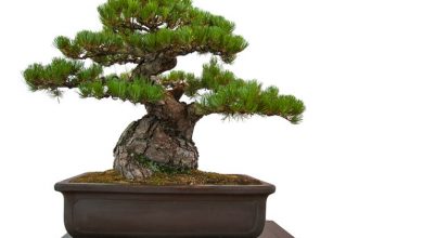 Photo of Como fazer um bonsai