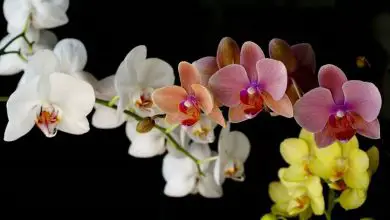 Photo of Como fotografar orquídeas