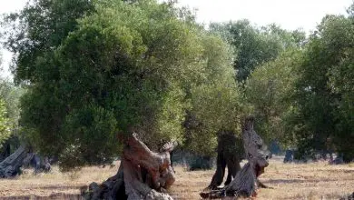 Photo of Como podar oliveiras