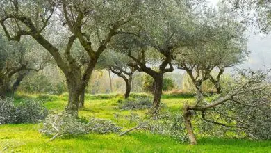 Photo of Como podar uma oliveira