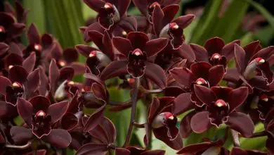 Photo of Como as orquídeas são cuidadas