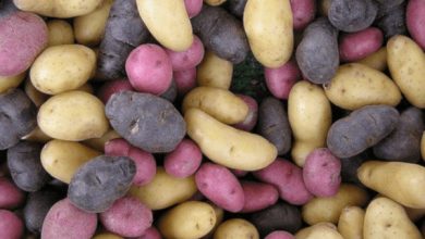 Photo of Como crescer Batatas (Papas) no jardim ou casa: Complete Guide