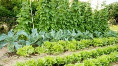 Photo of O que é a agricultura biológica: Tudo que você precisa saber