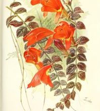 Photo of O Columnea: [Plantio, Cuidado, Irrigação e Substrato]
