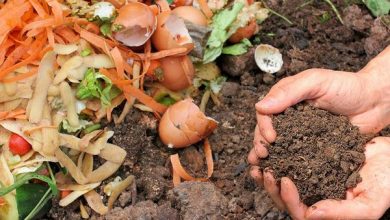 Photo of Você freqüenta perguntas sobre compostagem: Tudo que você precisa saber