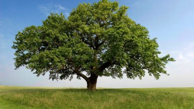 Photo of Como criar um bonsai