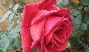 Photo of Fecundação de rosas