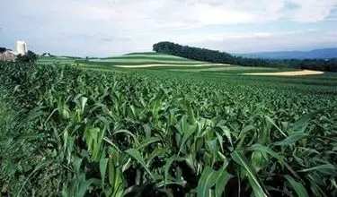 Photo of Fertilização de milho