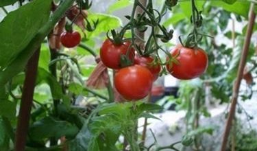 Photo of Fertilização vegetal