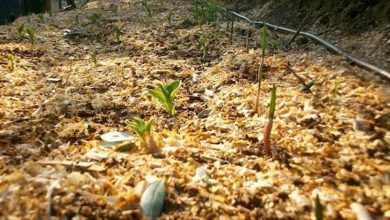 Photo of Fertilizante natural