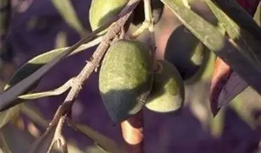 Photo of Fertilizante de oliva
