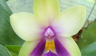 Photo of Fertilizante de orquídea