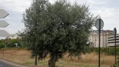 Photo of Fertilizante para oliveiras