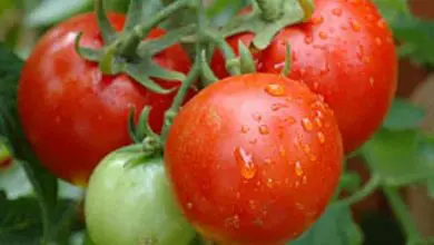 Photo of Fertilizante para tomate
