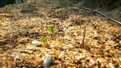 Photo of Fertilizantes biológicos