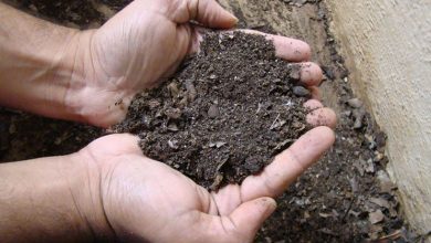 Photo of Fertilizantes orgânicos: o que são e como usá-los