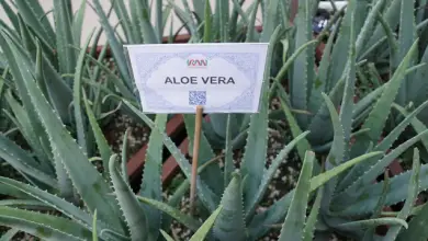 Photo of ▷ Aloe vera de aloé vera UO, Aplicações Medicinais e anti-Indicações