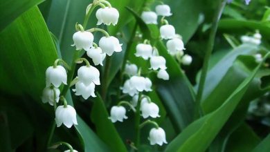 Photo of Convallaria