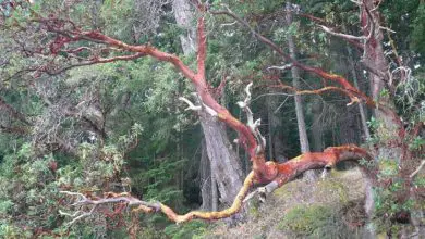Photo of Árvores de morango