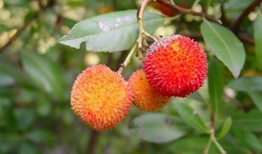 Photo of Morango – Arbutus unedo