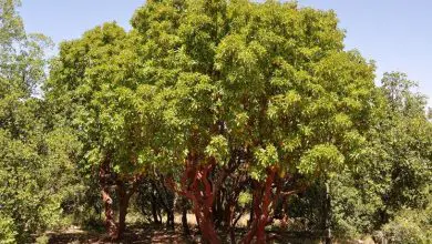 Photo of Árvore de morango