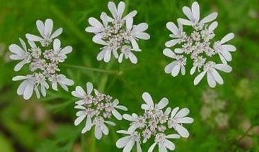 Photo of Coentro – Coriandrum sativum