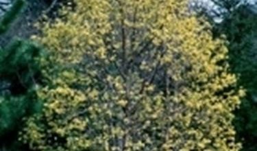 Photo of Dogwood – Cornus mas