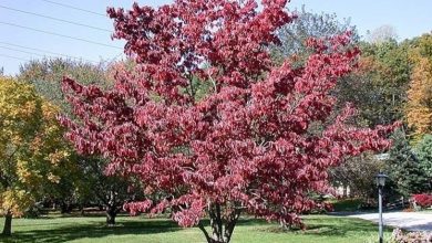 Photo of Cornus florida