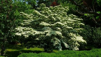 Photo of Cornus Kousa