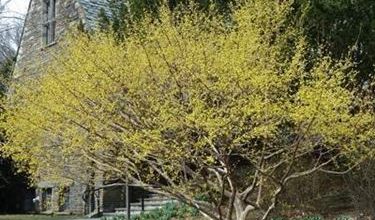 Photo of Cornus