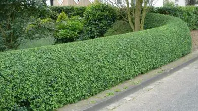 Photo of Custo de hedge