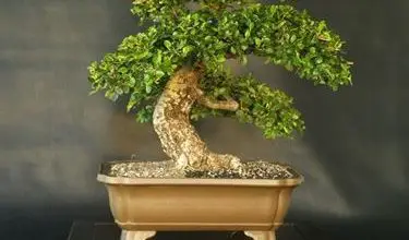 Photo of Cotoneaster bonsai