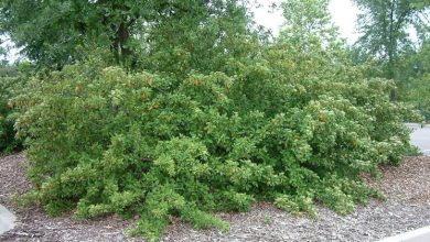 Photo of Cotoneaster lacteus