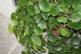 Photo of Dinheiro chinesa fábrica: [cuidados de plantio, eu Irrigação e substrato]