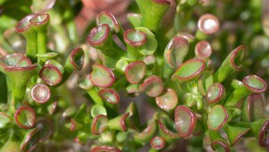 Photo of Crassula portulacea