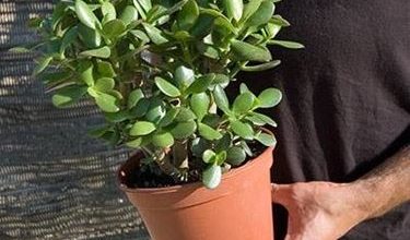 Photo of Crassula