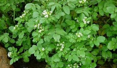 Photo of Agrião – Nasturtium officinalis