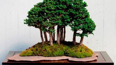 Photo of Bonsai crespo